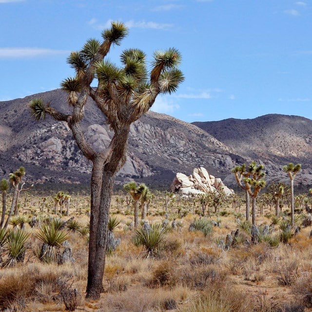 National Park Service turns 106