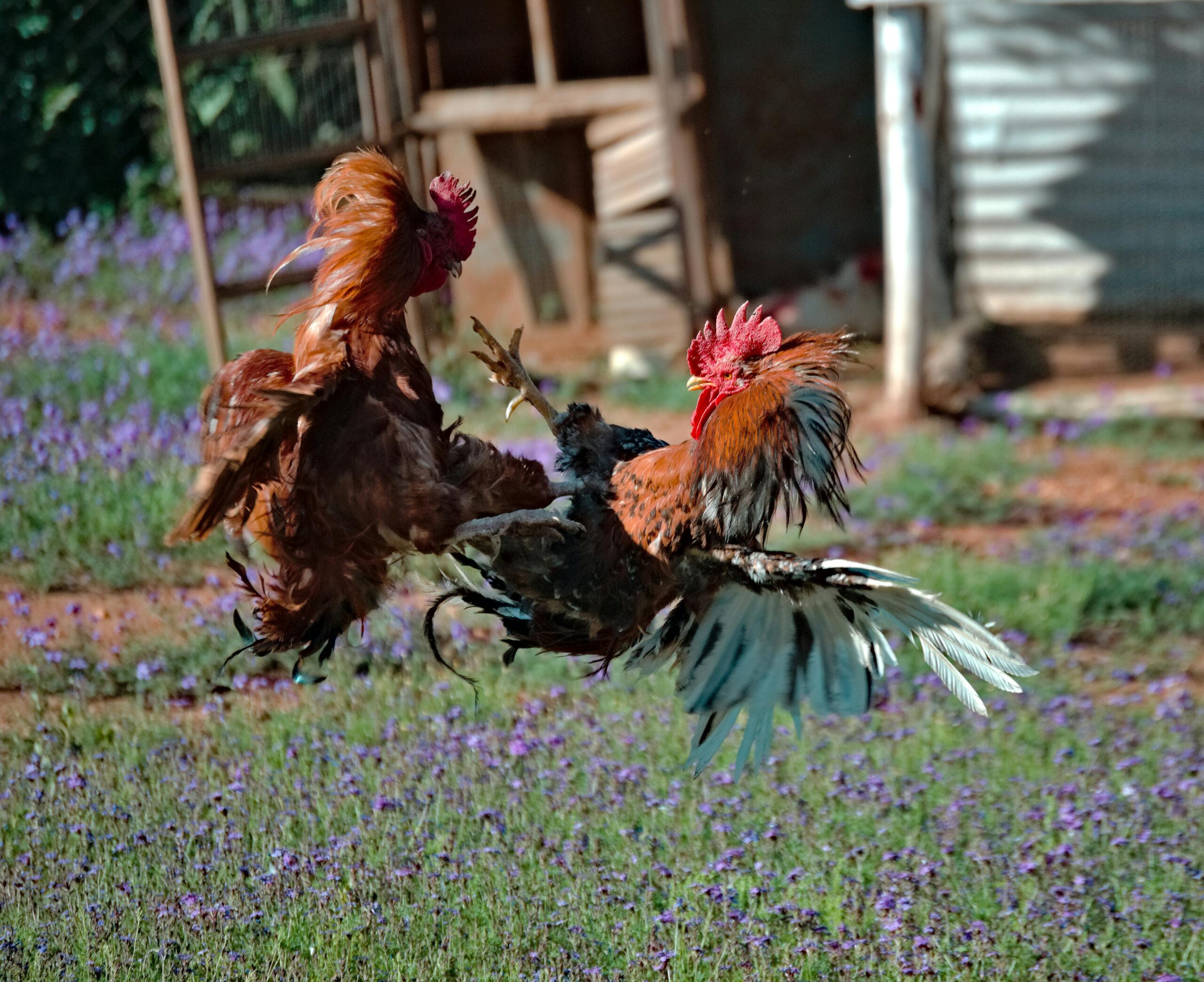 Five charged with running cockfighting events