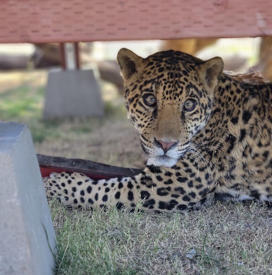 Murrieta man charged with selling jaguar cub to Riverside couple